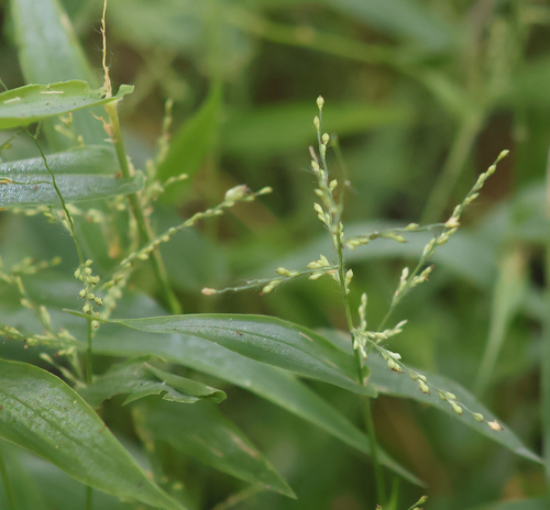 Urochloa reptans observed 2026-10-12