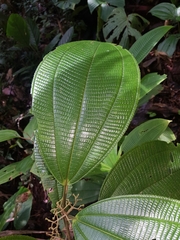 Miconia variabilis