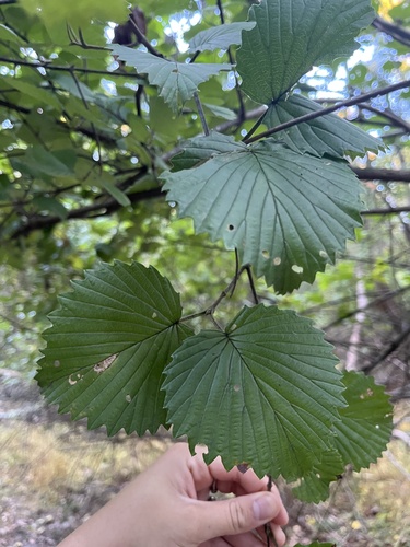 Viburnum dentatum observed 2026-10-15