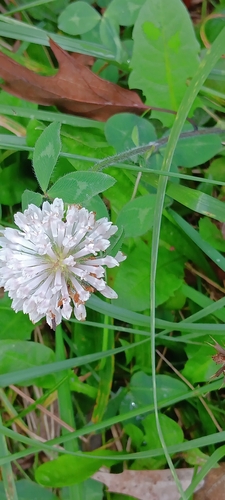 Red Clover