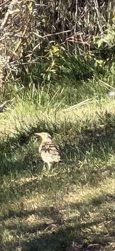 Western Meadowlark