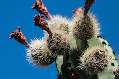 Stenocereus montanus