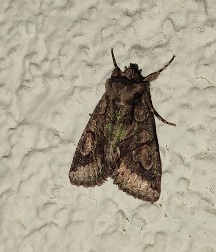 Green-brindled Crescent