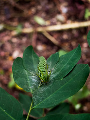 Polyura hebe