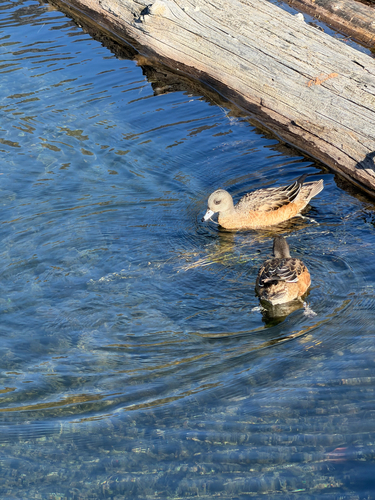 American Wigeon
