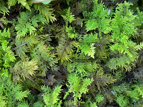 Thuidium delicatulum observed 2026-10-15
