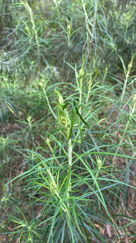 Cassinia longifolia, 2026-10-14
