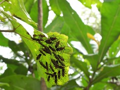 Dysdercus decussatus