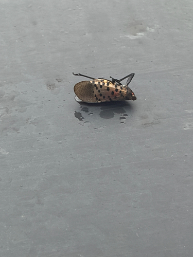 Spotted Lanternfly