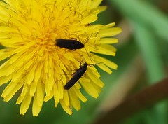 Scythris sinensis