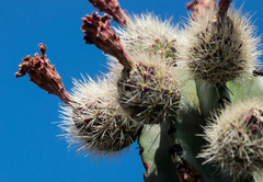 Stenocereus montanus