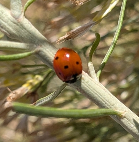 Seven-spotted Lady Beetle