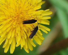 Scythris sinensis