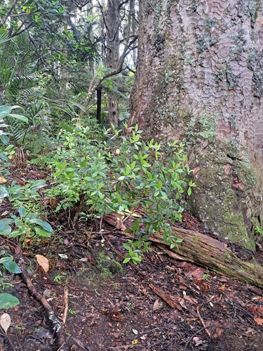 Pittosporum cornifolium observed 2026-10-16