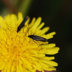 Scythris sinensis