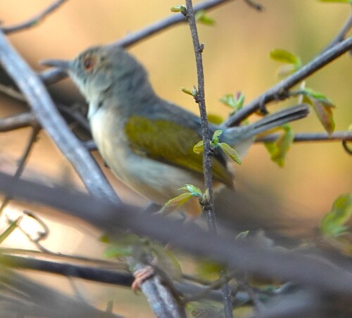 iNaturalist image
