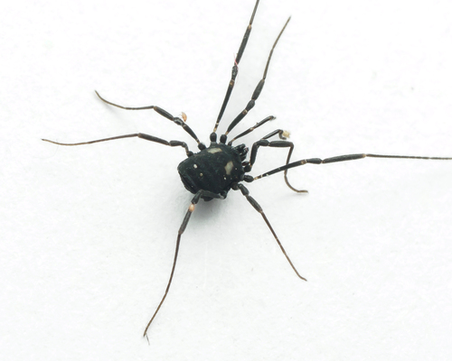 Nemastoma observed 2026-10-15