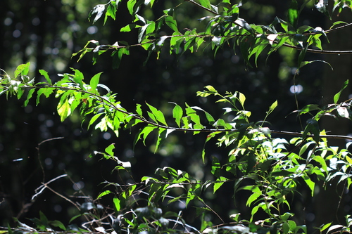 Acacia binervata, 2026-10-10
