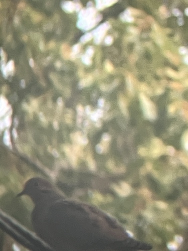 Mourning Dove
