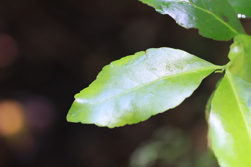 Elaeodendron australe observed 2026-10-10