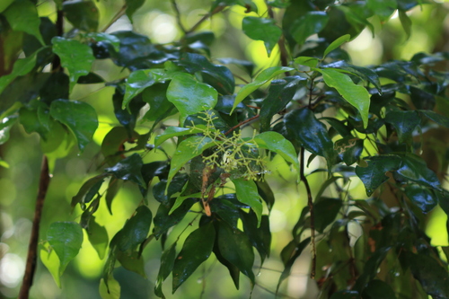 Syzygium smithii observed 2026-10-10