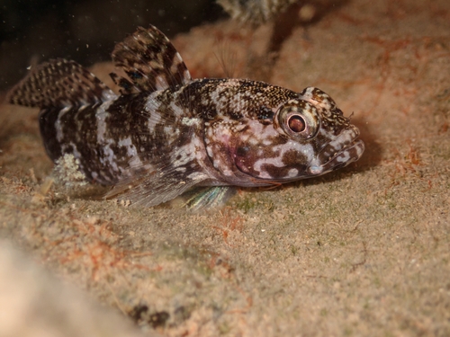 Gobius paganellus observed 2026-10-15