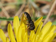 Paragus haemorrhous