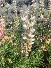 Lupinus barbiger