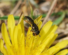 Paragus haemorrhous
