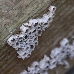 Amphibalanus eburneus