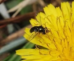 Paragus haemorrhous