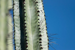 Stenocereus montanus