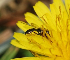 Paragus haemorrhous