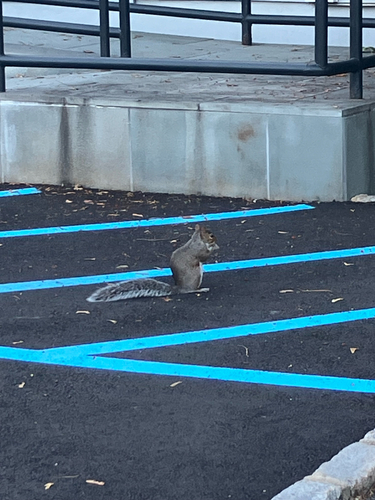 Eastern Gray Squirrel