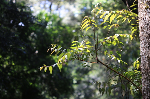 Toona ciliata observed 2026-10-10