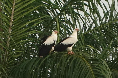 iNaturalist image