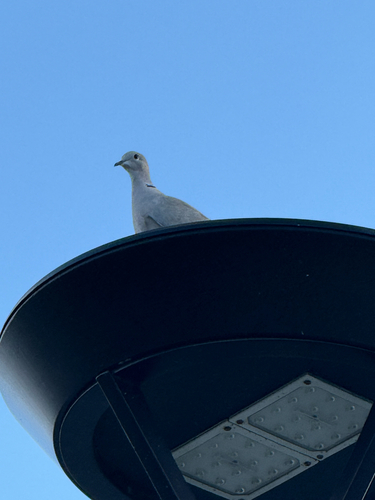 Eurasian Collared-Dove