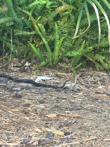 North American Racer