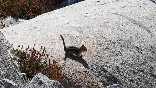 Common Golden-mantled Ground Squirrel observed by petezani