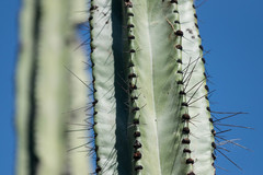 Stenocereus montanus