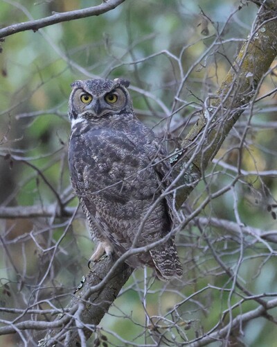 Great Horned Owl
