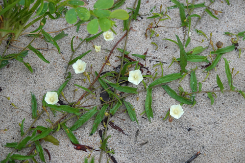 Xenostegia tridentata observed 2026-10-05