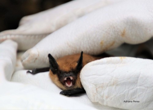 California Myotis