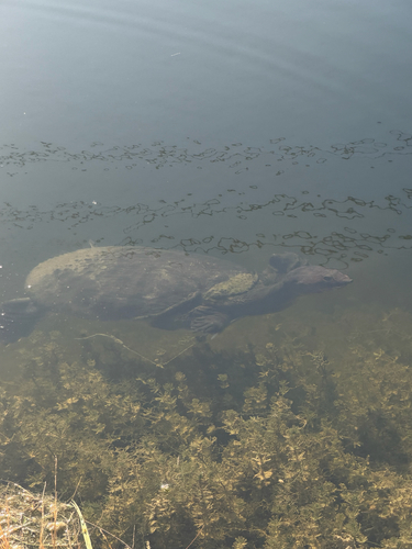 Florida Softshell Turtle