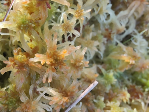 Sphagnum fallax observed 2026-10-15