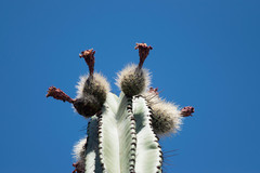 Stenocereus montanus