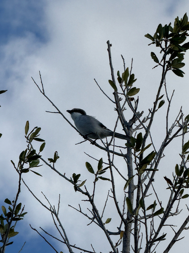 Loggerhead Shrike