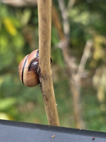 Brown-lipped Snail