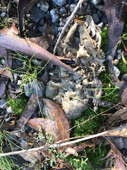 Tiliqua