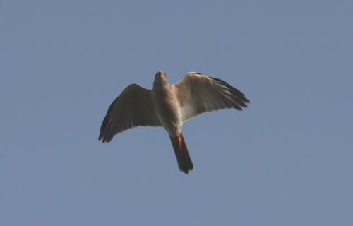 Shikra